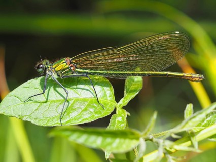 Odonates (Odonata), blurred background, North Rhine-Westphalia, Germany, Europe