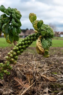 Close up of Brussels sprouts growing on a field, Lovenjoel, Belgium, Europe