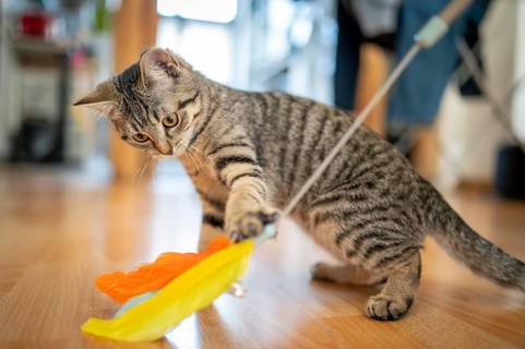 Kitten looking at a feather toy on a wooden floor