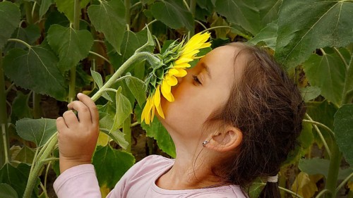 A young girl smelling a sunflower (Helianthus) amidst green leaves, highlighting a moment of