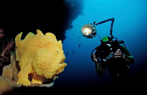 Giant frogfish and diver, Antennarius commersonii, Indonesia, Wakatobi Dive Resort, Sulawesi,