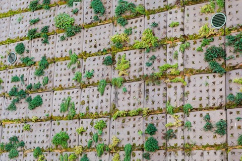Façade planting