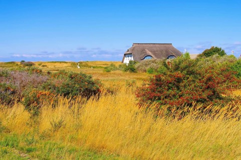 Hiddensee Haus in den Dünen, the island Hiddensee, house in the dunes, Germany, Europe