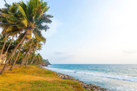 Palm trees line a grassy coastline area along the ocean during a pleasant late afternoon at