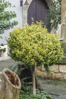 Euonymus fortunei 'Emerald 'n' Gold', Staudengärtnerei Ihm, Diera-Zehren, Saxony, Germany, Europe