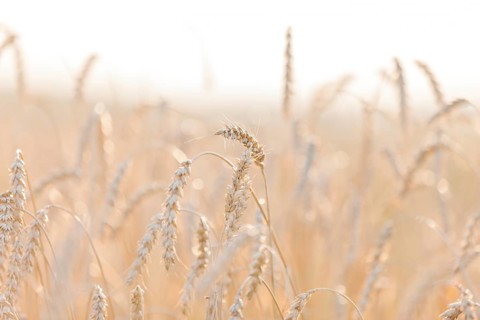 Gold ripe wheat or rye agriculture field plant