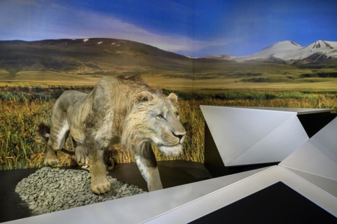 The cave lion (Panthers spelaea), exhibition Eiszeit Safari Allgäu in the Marstall, Kempten, Allgäu