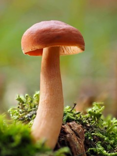 Mushroom Lactarius rufus (Lactarius rufus), blurred background, North Rhine-Westphalia, Germany,