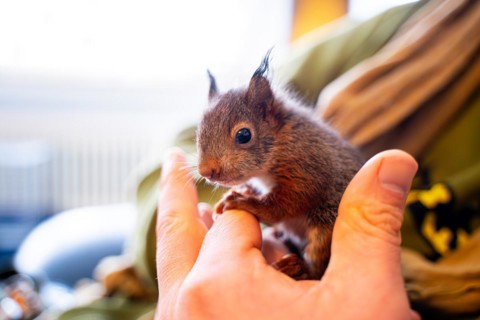 Eurasian red squirrel (Sciurus vulgaris), practical animal welfare, animal on hand in a wildlife