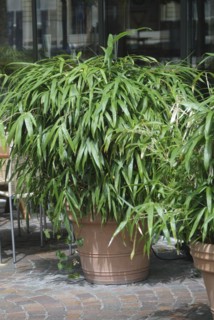 Japanese false dwarf bamboo (Pseudosasa japonica), Rhodo 2014, Zurich, Switzerland, Europe