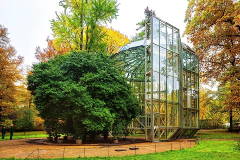 Pillnitz Palace Park Enclosure of the camellia