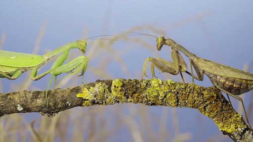 Slow motion, Two large female praying mantis meet on the same tree branch. Conflict of
