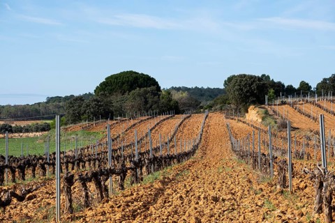Landscape with vineyards in spring in the designation of origin area of Ribera del Duero wines in