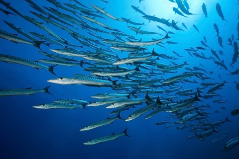 Shoal of darkfin barracudas, Sphyräna qenie, Red Sea, Ras Mohammed, Egypt, Africa