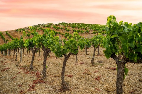 Vineyards in the wine region of the Priorat designation of origin in the province of Tarragona in