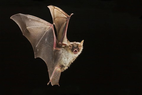 Greater mouse-eared bat (Myotis myotis), exempt, Germany, Europe