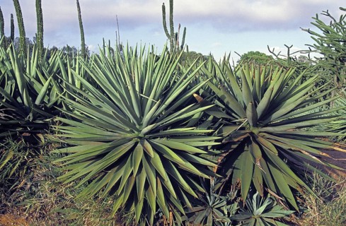 Sisal (agave sisalana) plant, plantation near Fort Dauphin in Madagascar