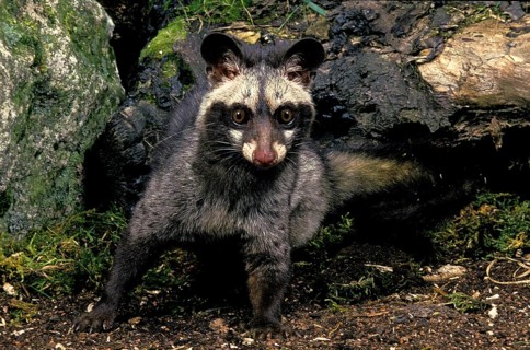 COMMON PALM CIVET (paradoxurus hermaphroditus), ADULT