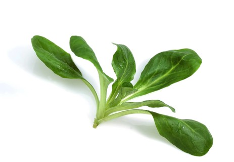 Corn Salad or Lamb's Lettuce (valerianella olitoria) against White Background