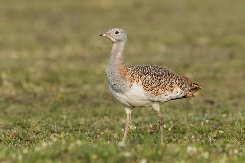 Great bustard (Otis tarda) f, Spain, Europe