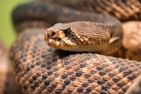 Diamondback rattlesnake is a pit viper species found in the southeastern United States