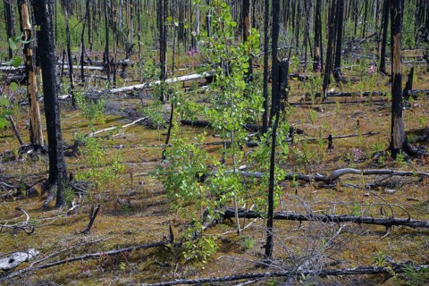 A forest with burnt trees and new plant growth on the ground, Alaska, USA, North America