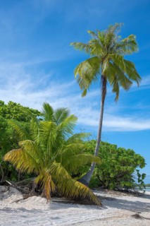 Coconut palm (Cocos nucifera), lonely beach, Tikehau, Atoll, Tuamotu Archipelago, Tuherahera,