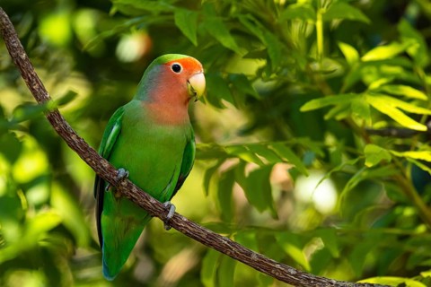 Peach-faced lovebird (Agapornis roseicollis) in Namibia