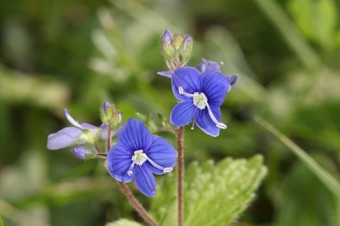 Gamander Speedwell