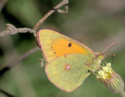Postillon butterfly (Colias croceus, sitting on flower Clouded yellow butterfly (Colias croceus)