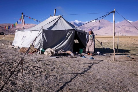 Changpa nomad in front of her tent, Hanle area, Ladakh, India, Asia