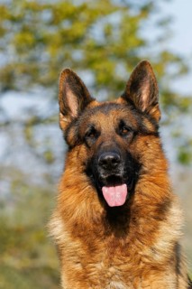 German Shepherd Dog, Portrait of Adult