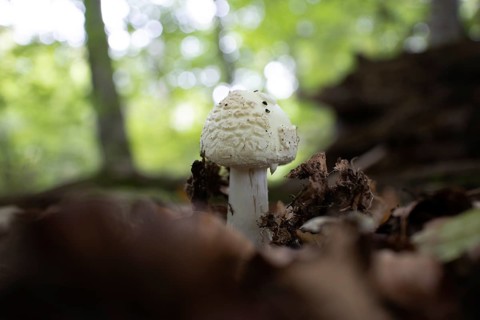 Yellow amanita