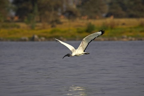 Sacred ibis, threskiornis aethiopica, adult in flight, Masai Mara Park in Kenya