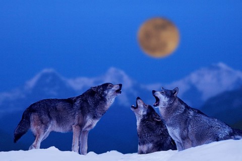 Wolves, howling pack (Canis lupus)