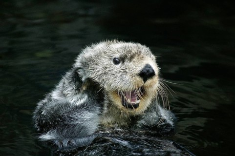 Sea otter (enhydra lutris), adult care, California, USA, North America