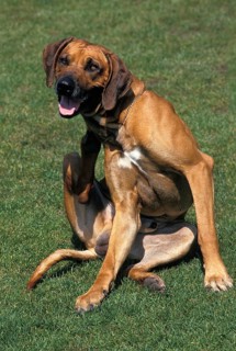Dog Scratching its Neck