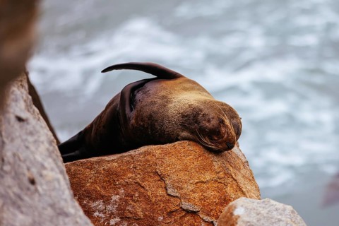 An Australian Fur Seal basks in the sun on rocks in summer near Wagonga Inlet in Narooma, New South