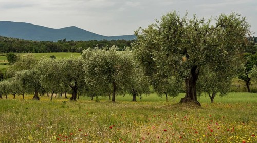 Old olive trees in an olive plantation, Veneto, Italy, Europe