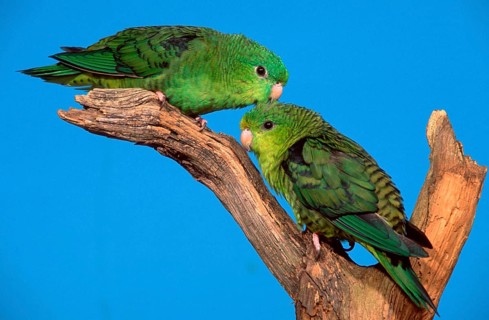 Lineolated (Bolborhynchus lineola) Parakeets, pair