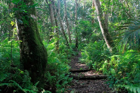 Forest, Jozani National Park, Zanzibar, Tanzania, Africa