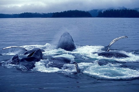 Humpback whale (megaptera novaeangliae), group bubble net feeding, open mouth to catch krill,