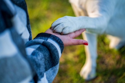 Woman's hand holds a white dog paw