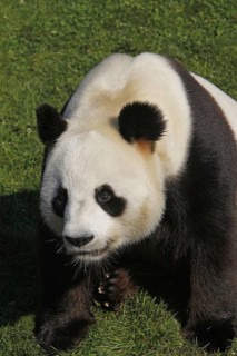 Giant Panda (ailuropoda melanoleuca), Adult sitting