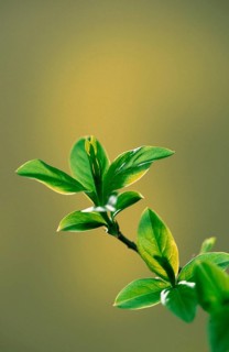 Young leaves in spring, leaf sprouts in spring (plants) (leaves) (new) (fresh) (green) (green)