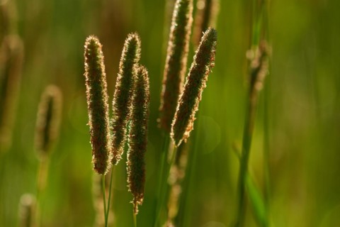 Alopecurus pratensis, known as the meadow foxtail. Wiesen-Fuchsschwanz (Alopecurus pratensis)