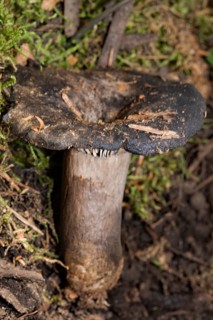 Menthol-blackened russula Fruiting body with grey-brown stalk and black-brown cap