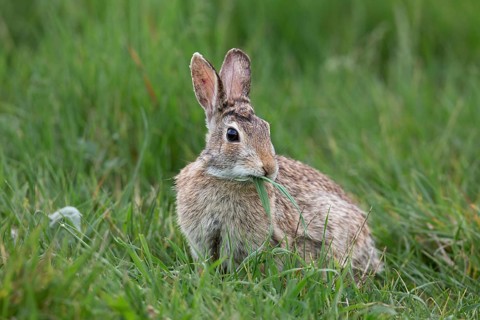 European rabbit (Oryctolagus cuniculus), sitting in the grass and eating, Italy, Europe