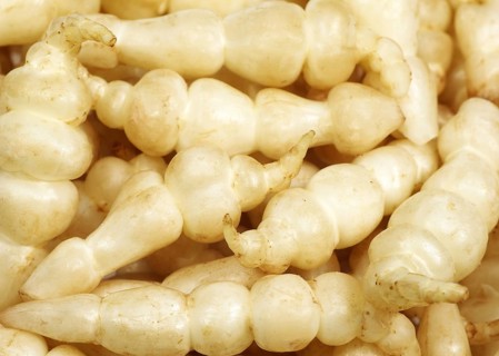 Chinese artichoke, Japanese potato, tuberous potato, labiates, CROSNE OR CHINESE ARTICHOKE stachys