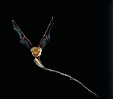 Mouse-Eared Bat (myotis myotis), Adult in Flight, Catching Grasshopper